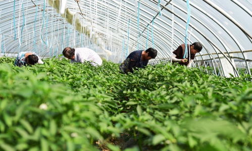 文縣頂峰農(nóng)業(yè) 扎根甘肅大山,豐富國民餐桌