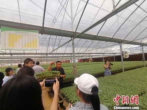 遼寧鐵嶺發(fā)展綠色農(nóng)業(yè) 打造 鐵字號 農(nóng)產(chǎn)品品牌