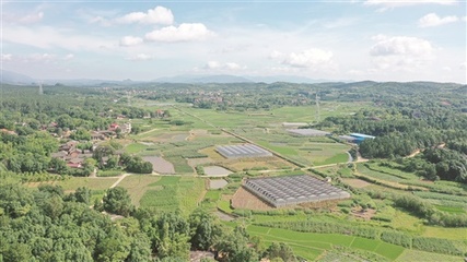 【深化"走轉改"--記者一線見聞】這里種菜有"講究"--永州市冷水灘區永益農業開發蔬菜基地見聞