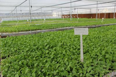 貴州農熠農業開發