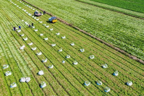 國家級創(chuàng)建名單,浙江1個產(chǎn)業(yè)園 1個集群 4個強鎮(zhèn)入選