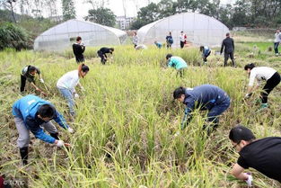 休閑農(nóng)業(yè)開發(fā)的七大核心要素,缺一條玩不轉(zhuǎn)