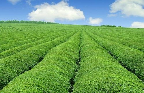 未來5年中國有機農(nóng)業(yè)發(fā)展因素預測分析