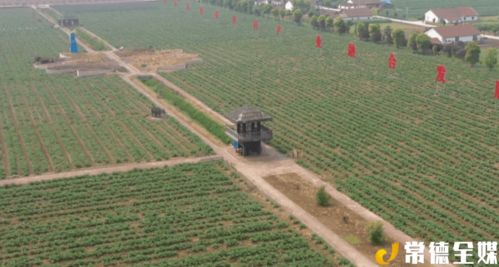 西洞庭祝豐鎮 發展現代農業 帶動產業扶貧