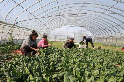 睢縣 發展特色農產品品牌建設，助農增收助力鄉村振興