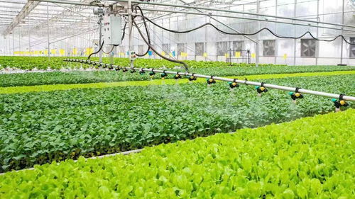 從會種地走向慧種地 稅費優(yōu)惠賦能農業(yè)現(xiàn)代化發(fā)展