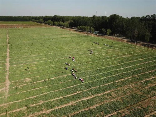 沙河鎮(zhèn) 以中草藥種植為“靈丹妙藥”，全力打造特色農業(yè)小鎮(zhèn)