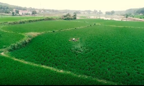 植保無人機助推君山現代農業綠色發展