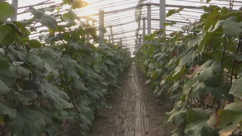 膠州 135個(gè)農(nóng)產(chǎn)品品牌引領(lǐng)農(nóng)業(yè)產(chǎn)業(yè)升級(jí)，推動(dòng)全域農(nóng)業(yè)開發(fā)